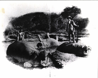 Photo only available in the library